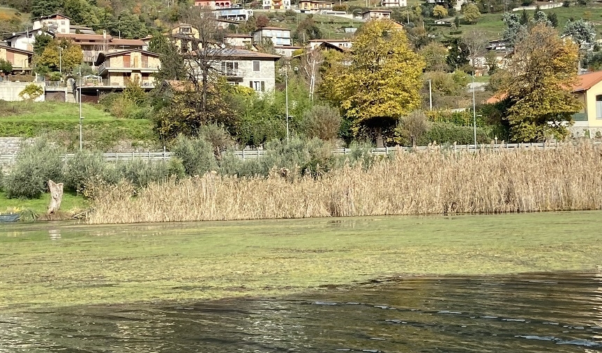 immagine del bando